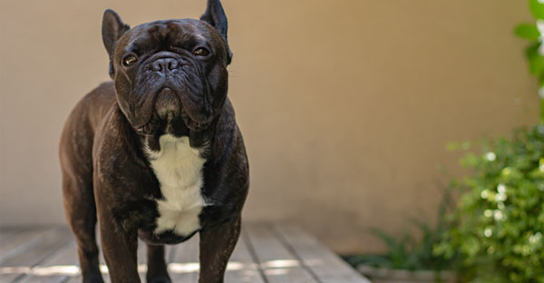 父を迎えに来た、亡き愛犬